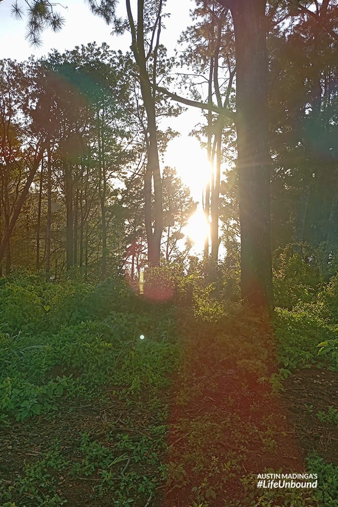early morning sun peeping through the forest