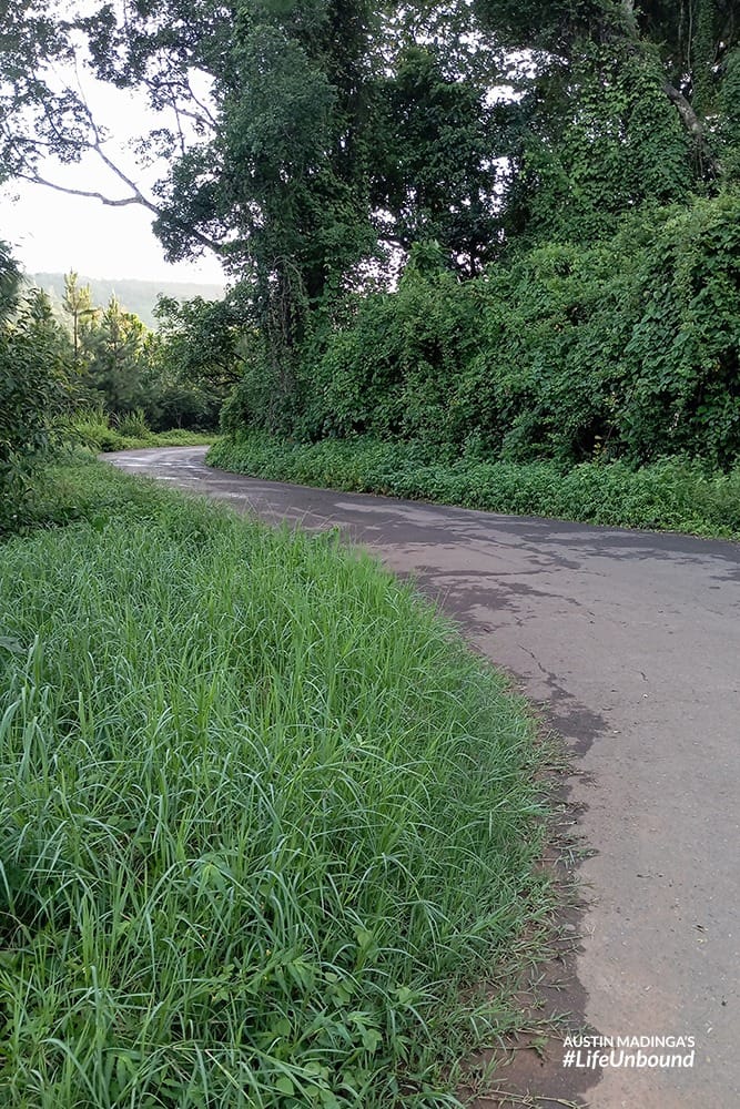 the road leading down the zomba plateau