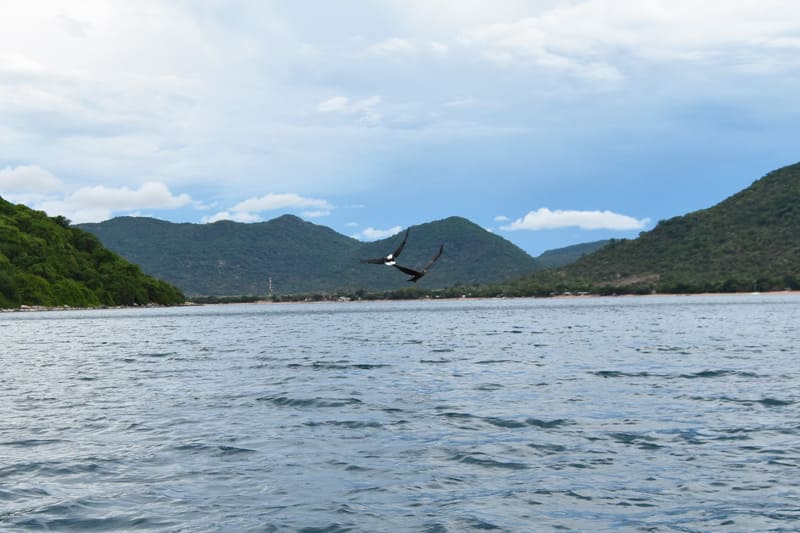 Fish eagle and kite tussle over fish