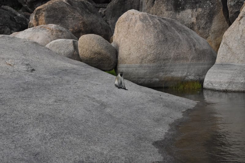 Welcome from a monkey at Otter Point