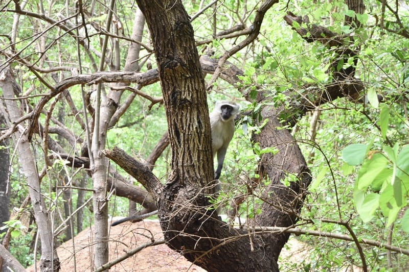 Monkey-in-Lilongwe-Wildlife-Centre.jpg