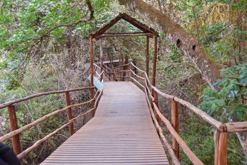 braodwalk-at-Lilongwe-Wildlife-Trust.jpg