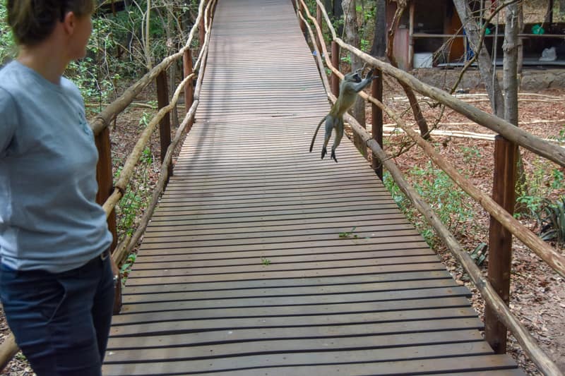 Lilongwe-Wildlife-Centre-monkey-on-broadwalk.jpg